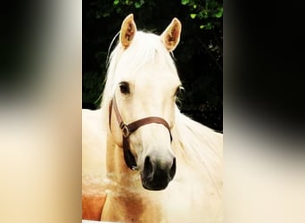 American Quarter Horse, Mare, 15 years, 14,2 hh, Palomino