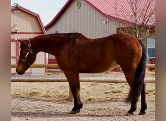 American Quarter Horse, Mare, 15 years, 14,3 hh, Bay