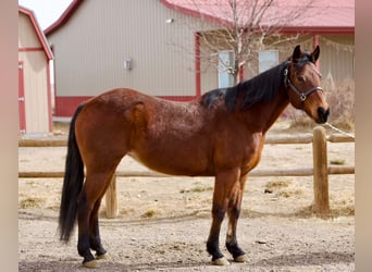 American Quarter Horse, Mare, 15 years, 14,3 hh, Bay