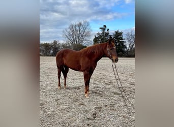 American Quarter Horse, Mare, 15 years, 15.1 hh, Chestnut