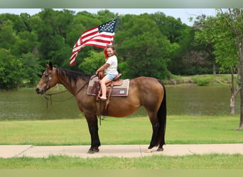 American Quarter Horse, Mare, 15 years, 15 hh, Bay