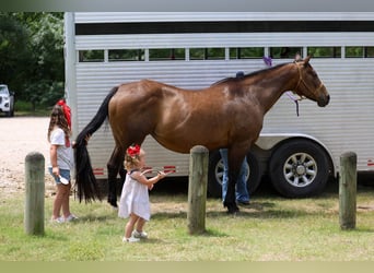 American Quarter Horse, Mare, 15 years, 15 hh, Bay