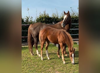 American Quarter Horse, Mare, 15 years, 15 hh, Chestnut