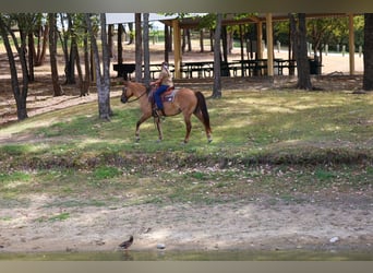 American Quarter Horse, Mare, 15 years, 15 hh, Dun