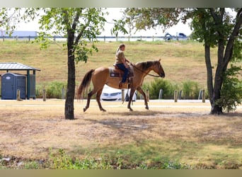 American Quarter Horse, Mare, 15 years, 15 hh, Dun