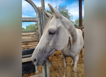 American Quarter Horse, Mare, 15 years, 15 hh, Gray