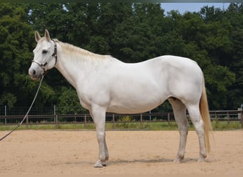 American Quarter Horse, Mare, 15 years, 15 hh, Grey