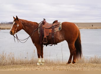 American Quarter Horse, Mare, 15 years, 15 hh, Roan-Red