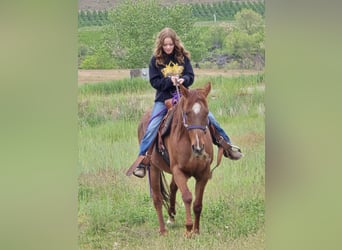 American Quarter Horse Mix, Mare, 15 years, 15 hh, Sorrel