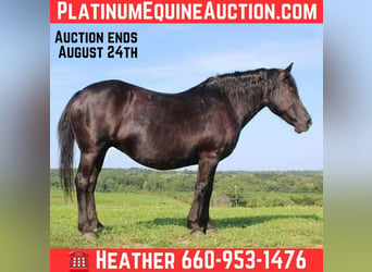 American Quarter Horse, Mare, 15 years, Black