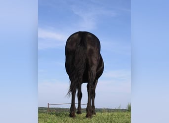 American Quarter Horse, Mare, 15 years, Black