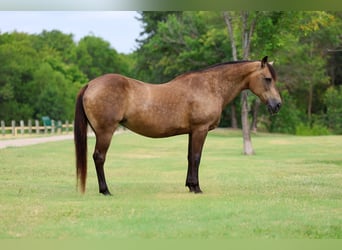 American Quarter Horse, Mare, 15 years, Buckskin