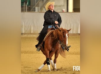 American Quarter Horse, Mare, 15 years, Chestnut-Red