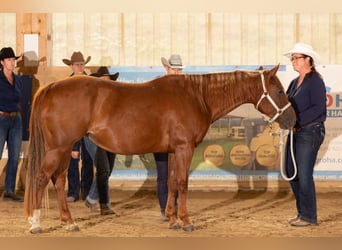 American Quarter Horse, Mare, 15 years, Chestnut-Red