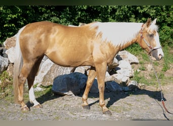 American Quarter Horse, Mare, 15 years, Palomino