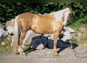 American Quarter Horse, Mare, 15 years, Palomino