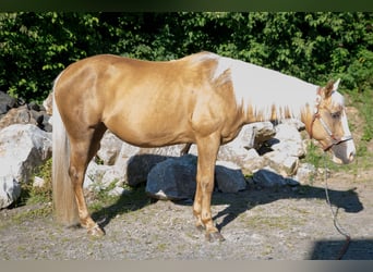 American Quarter Horse, Mare, 15 years, Palomino