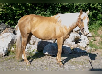 American Quarter Horse, Mare, 15 years, Palomino