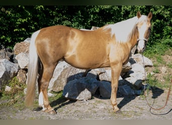 American Quarter Horse, Mare, 15 years, Palomino