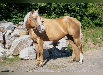 American Quarter Horse, Mare, 15 years, Palomino