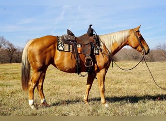 American Quarter Horse Mix, Mare, 15 years, Palomino