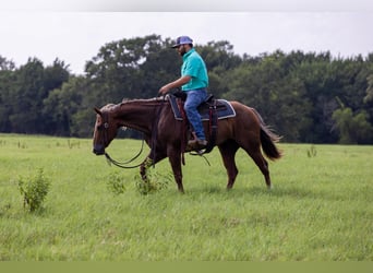 American Quarter Horse, Mare, 15 years, Roan-Red