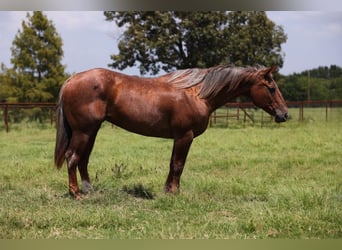 American Quarter Horse, Mare, 15 years, Roan-Red