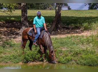 American Quarter Horse, Mare, 15 years, Roan-Red