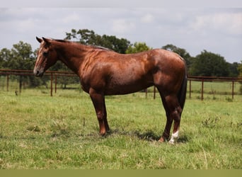 American Quarter Horse, Mare, 15 years, Roan-Red