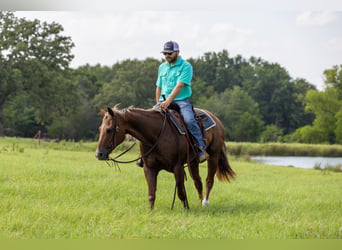 American Quarter Horse, Mare, 15 years, Roan-Red