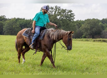 American Quarter Horse, Mare, 15 years, Roan-Red
