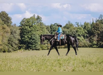 American Quarter Horse, Mare, 16 years, 14.2 hh, Black