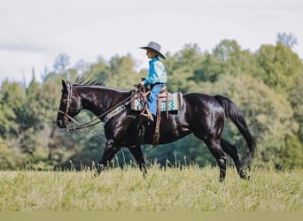 American Quarter Horse, Mare, 16 years, 14.2 hh, Black
