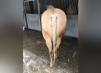 American Quarter Horse, Mare, 16 years, 14.2 hh, Champagne