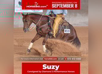 American Quarter Horse, Mare, 16 years, 14.2 hh, Chestnut