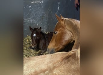 American Quarter Horse, Mare, 16 years, 14.2 hh, Palomino
