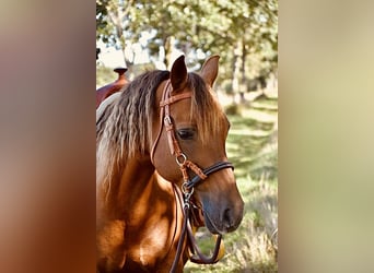 American Quarter Horse Mix, Mare, 16 years, 14 hh, Chestnut-Red