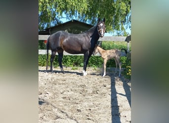 American Quarter Horse, Mare, 16 years, 14,1 hh, Black