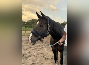 American Quarter Horse, Mare, 16 years, 14,1 hh, Black