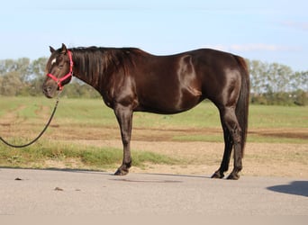 American Quarter Horse, Mare, 16 years, 14,2 hh, Smoky-Black