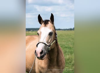 American Quarter Horse, Mare, 16 years, 14,3 hh, Buckskin