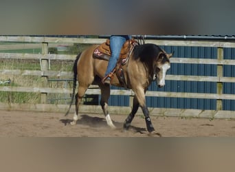 American Quarter Horse, Mare, 16 years, 14,3 hh, Buckskin