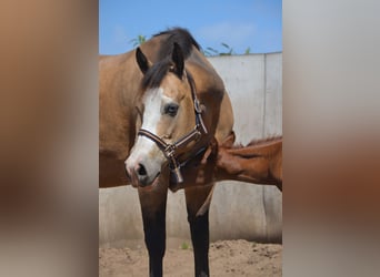 American Quarter Horse, Mare, 16 years, 14,3 hh, Buckskin