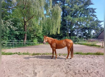 American Quarter Horse, Mare, 16 years, 14,3 hh, Chestnut-Red
