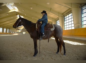 American Quarter Horse, Mare, 16 years, 15 hh, Bay