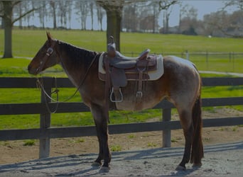 American Quarter Horse, Mare, 16 years, 15 hh, Bay