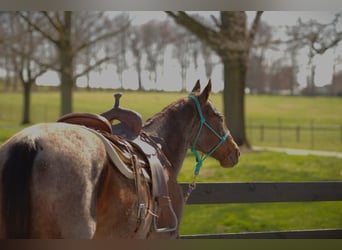 American Quarter Horse, Mare, 16 years, 15 hh, Bay