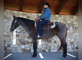 American Quarter Horse, Mare, 16 years, 15 hh, Bay