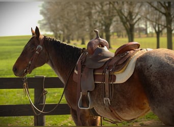 American Quarter Horse, Mare, 16 years, 15 hh, Bay