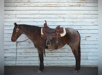 American Quarter Horse, Mare, 16 years, 15 hh, Bay